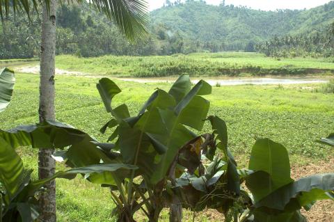 Banana tree and field.