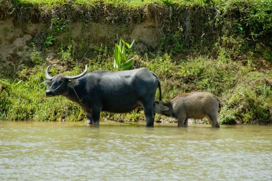 Carabao standing in river.