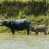 Carabao standing in river.